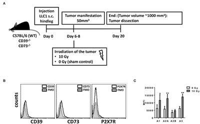 Host CD39 Deficiency Affects Radiation-Induced Tumor Growth Delay and Aggravates Radiation-Induced Normal Tissue Toxicity